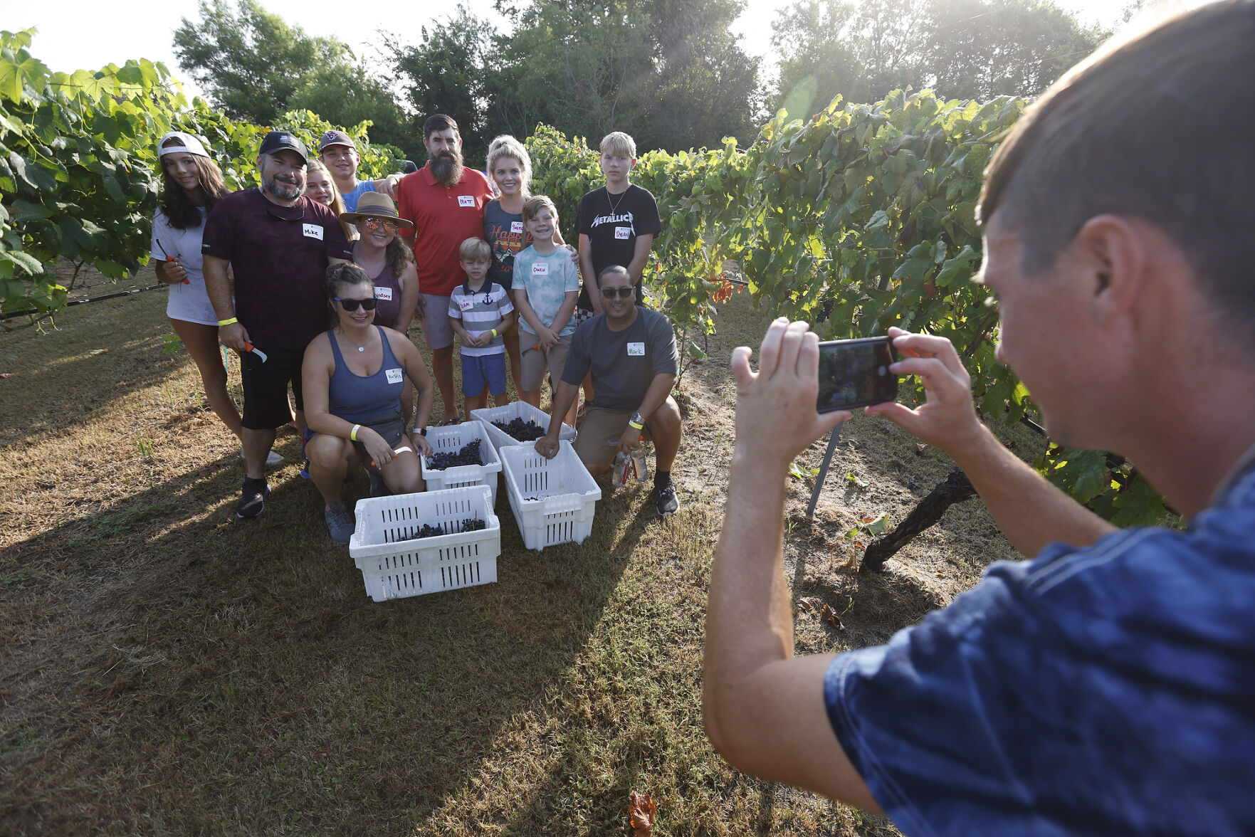 Messina Hof harvest
